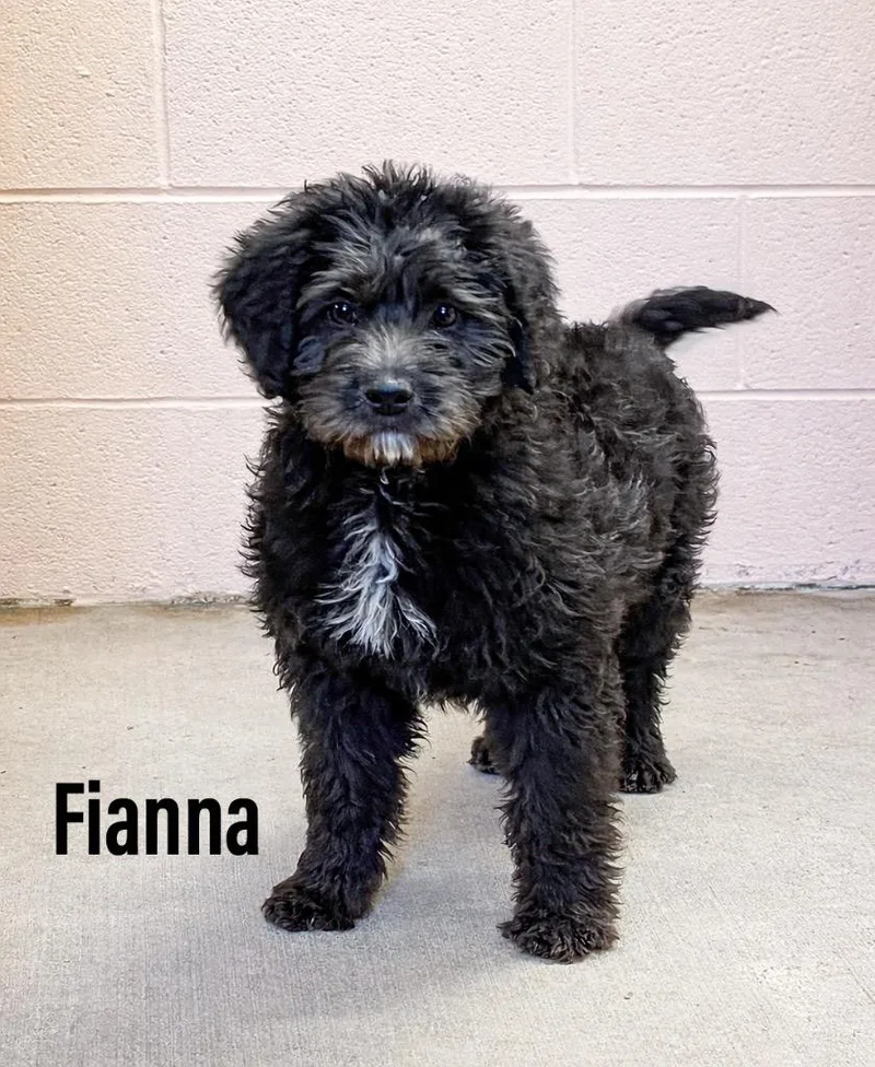 Fianna