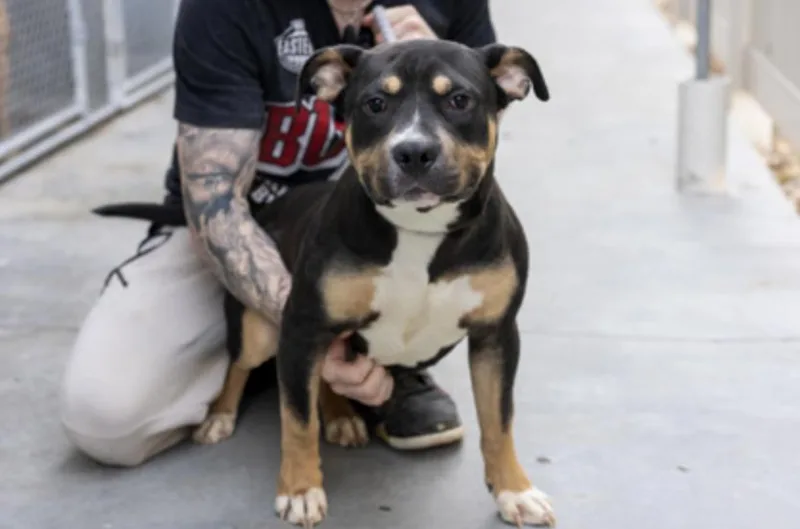 A young medium-sized male Black Mixed Breed dog named David Bowie for adoption in Terre Haute, IN