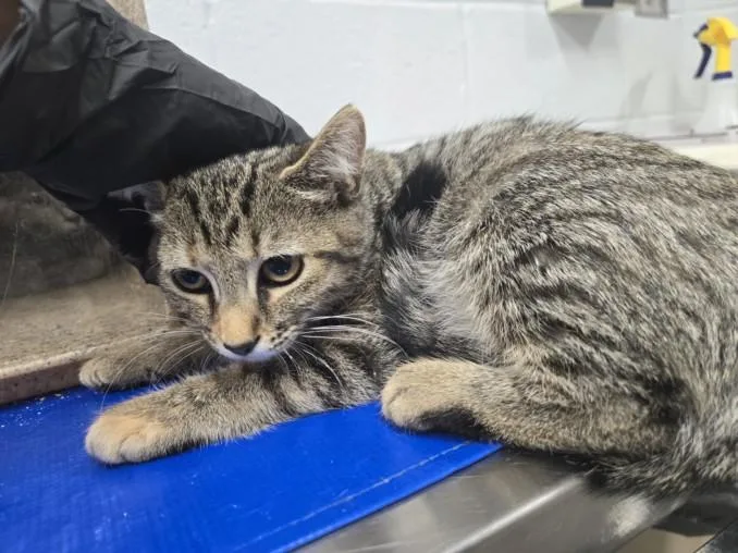 A baby small-sized female Domestic Short Hair cat named Aylen for adoption in Hagerstown, MD