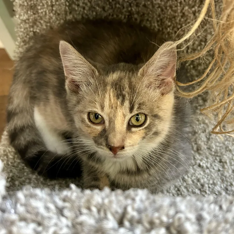 A baby small-sized female Dilute Tortoiseshell Domestic Short Hair cat named Lilo for adoption in Bellmawr, NJ