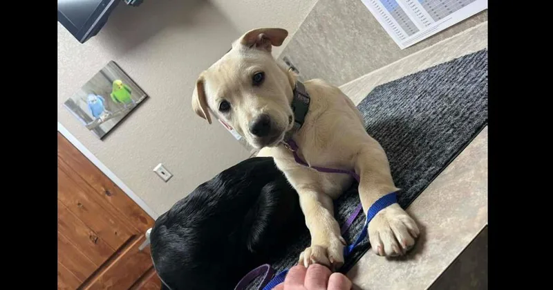 Noble Paws: Neil thumbnail 2