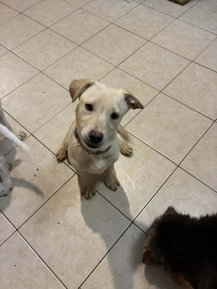 Noble Paws: Neil thumbnail 3