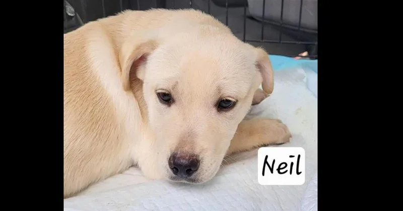 Noble Paws: Neil thumbnail 4