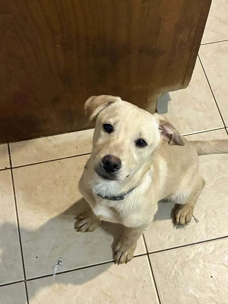 Noble Paws: Neil thumbnail 5