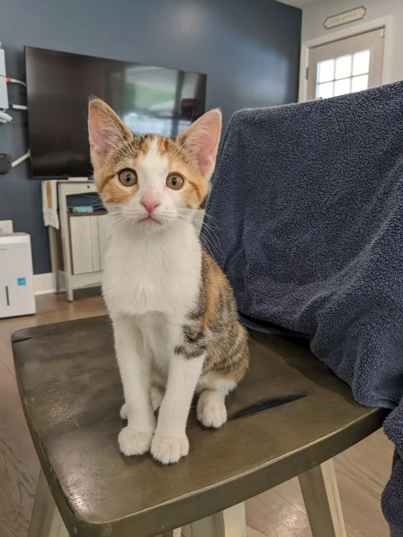 A baby small-sized male White Domestic Short Hair cat named Cheese Bonded With Pickles for adoption in Ellicott City, MD