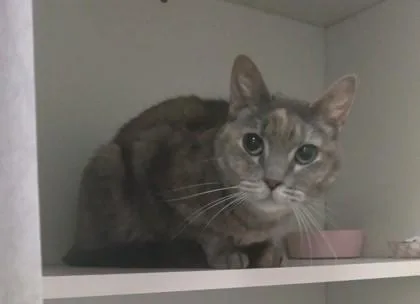 A senior medium-sized female Domestic Short Hair cat named Juniper for adoption in Palm Coast, FL