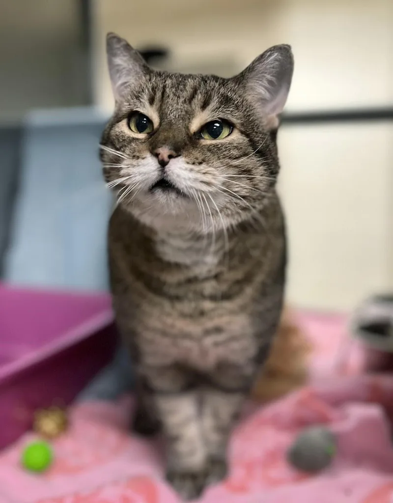 A senior medium-sized female Brown / Chocolate Domestic Short Hair cat named Skylar White for adoption in Plover, WI