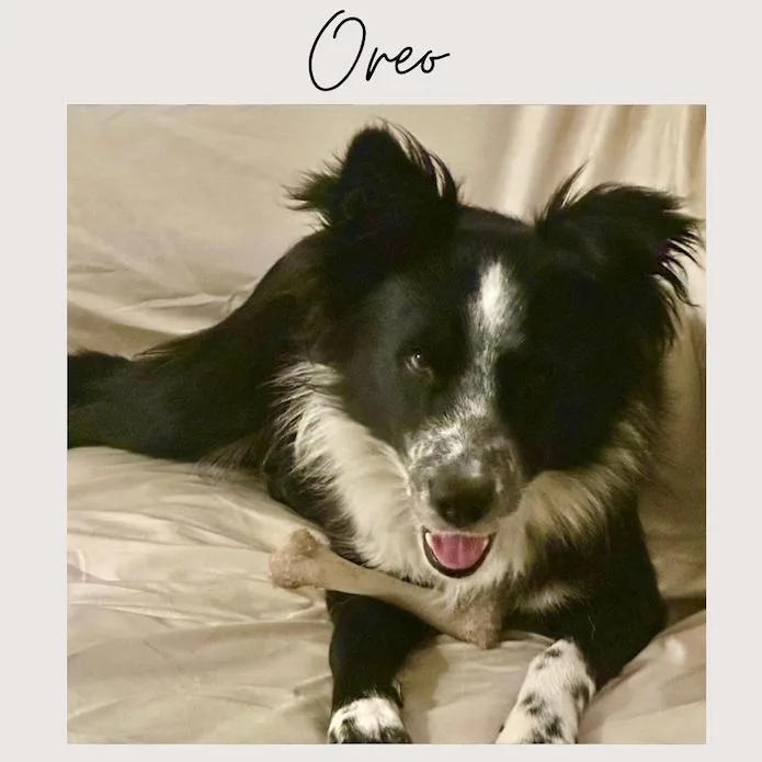 Oreo thumbnail 2
