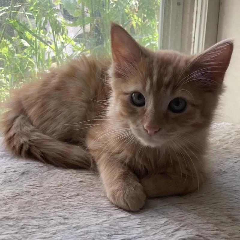 A baby small-sized male Orange / Red Domestic Short Hair cat named Brulee for adoption in Bismarck, ND
