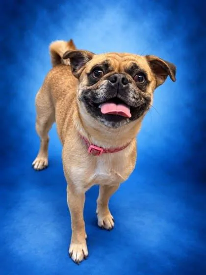 A young small-sized female Pug dog named Noodle for adoption in Bowling Green, KY