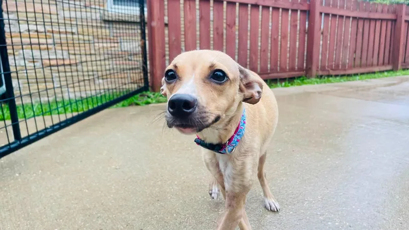 An adult small-sized female Apricot / Beige Chihuahua dog named Noel for adoption in Clinton, WI