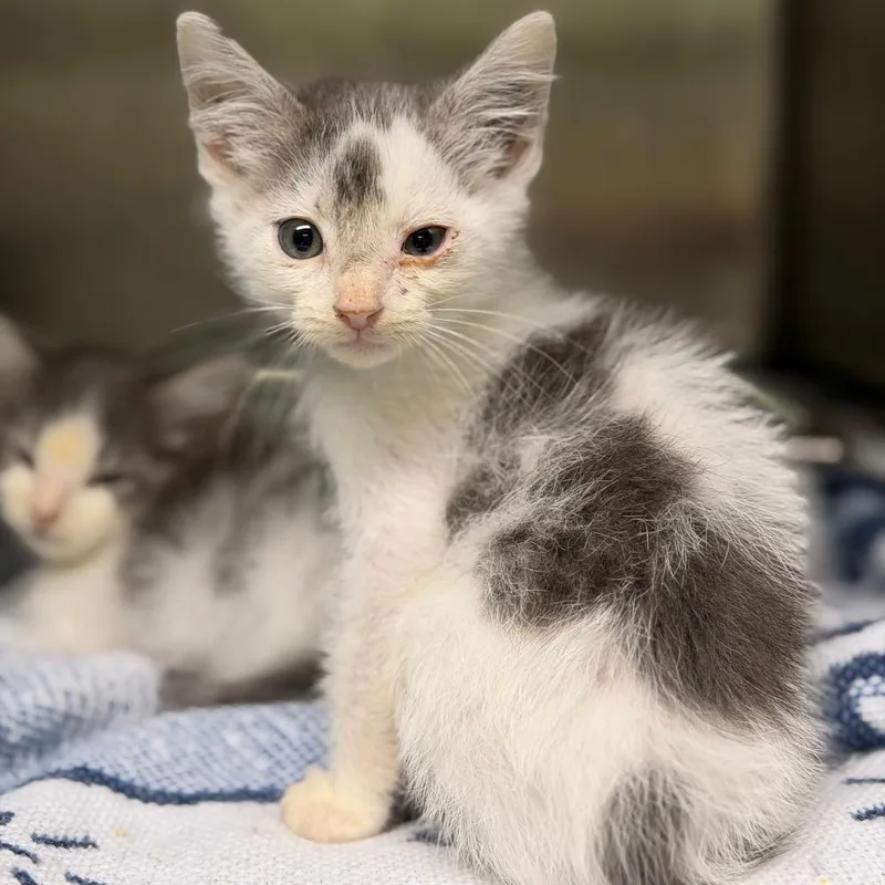 A baby small-sized male Domestic Short Hair cat named Ash for adoption in Fort Smith, AR