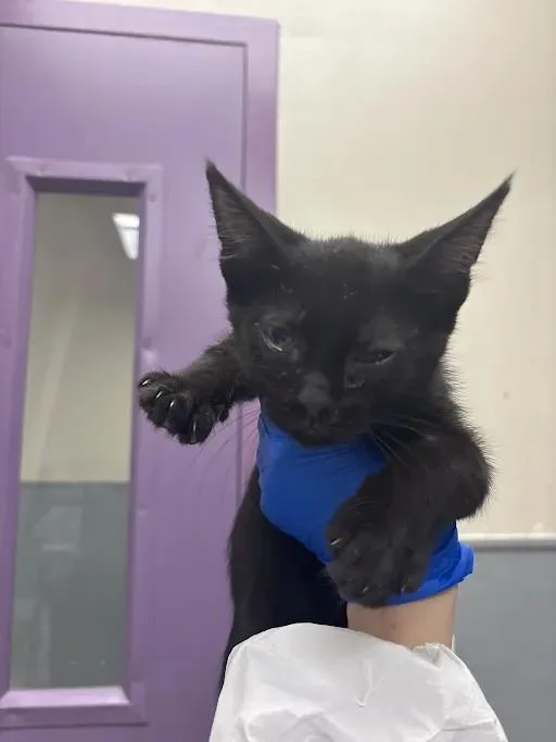A baby small-sized female Domestic Short Hair cat named Ziggy for adoption in Las Vegas, NV