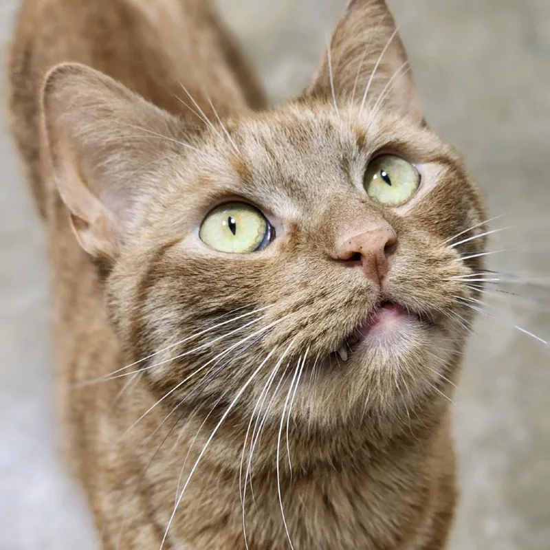 An adult medium-sized male Orange / Red Domestic Short Hair cat named Jinx for adoption in Bensalem, PA
