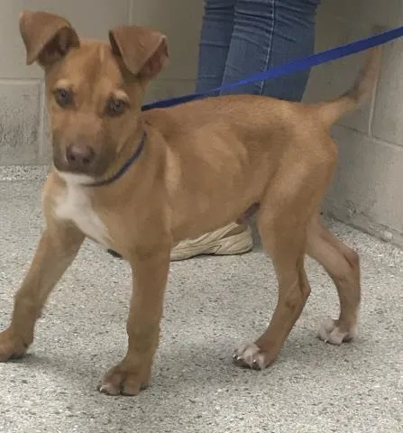 A baby small-sized male Labrador Retriever dog named Georgie for adoption in Conroe, TX