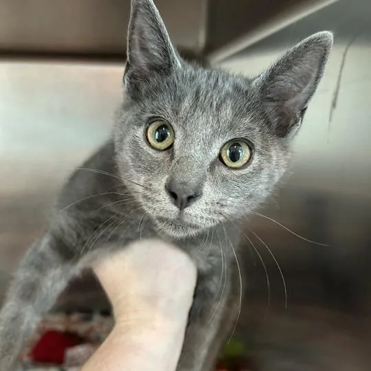 A baby small-sized male Gray / Blue / Silver Domestic Short Hair cat named Scout for adoption in Matteson, IL