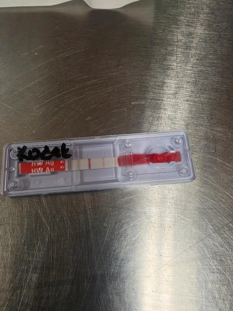 A young large-sized male Mixed Breed dog named Kodak for adoption in Bossier City, LA