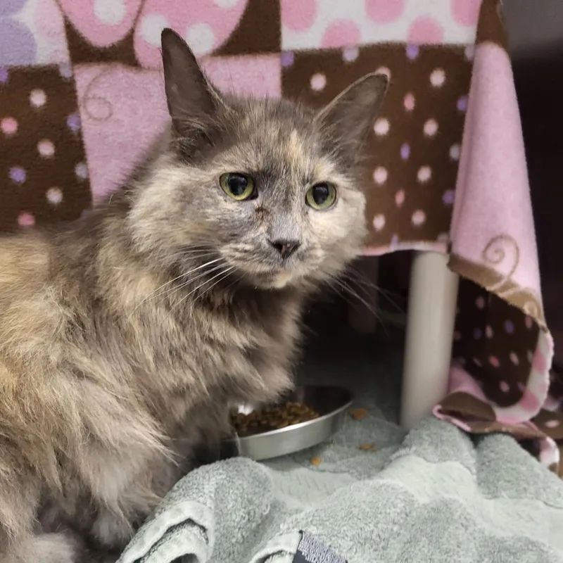An adult medium-sized female Black Domestic Medium Hair cat named Noel for adoption in Fort Wayne, IN