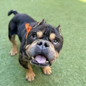 A senior medium-sized male English Bulldog dog named Benji C for adoption in Medford, NY