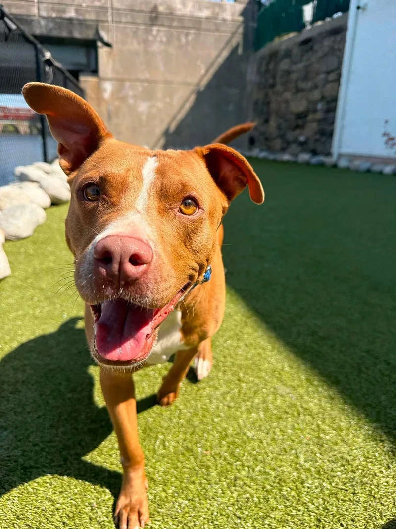 An adult medium-sized male Red / Chestnut / Orange Mixed Breed dog named Oscar for adoption in Stamford, CT
