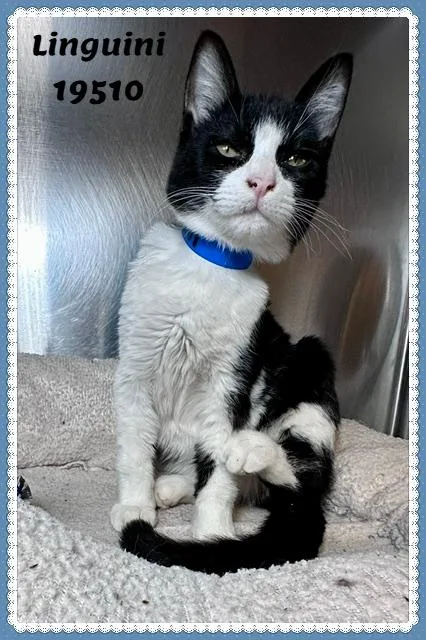 A baby medium-sized male Black & White / Tuxedo Domestic Short Hair cat named Linguini for adoption in Marietta, GA
