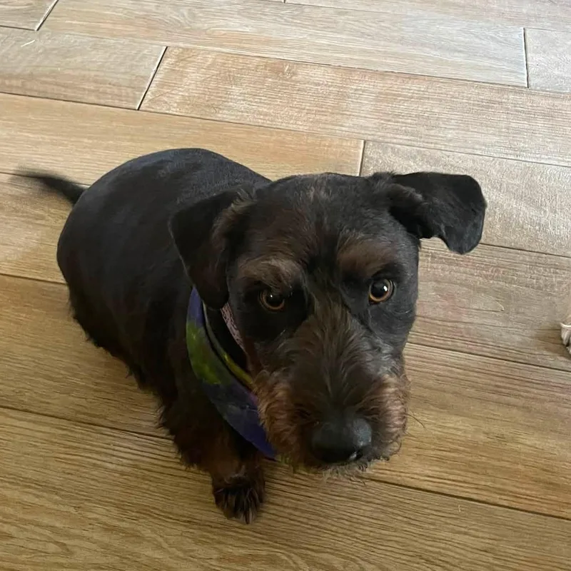 A young medium-sized male Black Scottish Terrier dog named Bucky for adoption in Dallas, TX