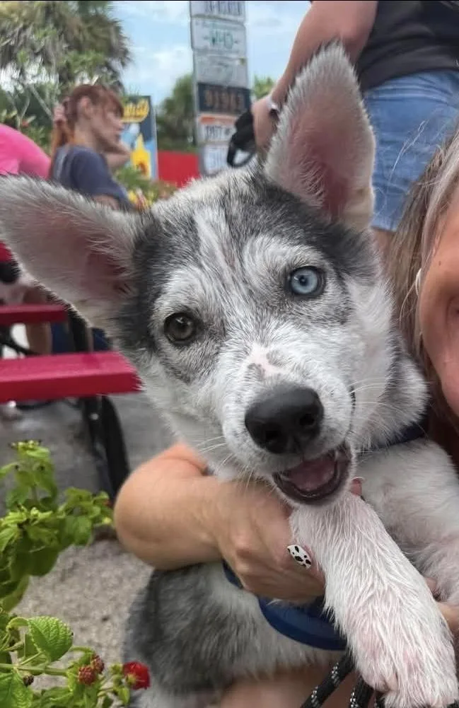 A young large-sized male Husky dog named Kratos for adoption in Melbourne , FL
