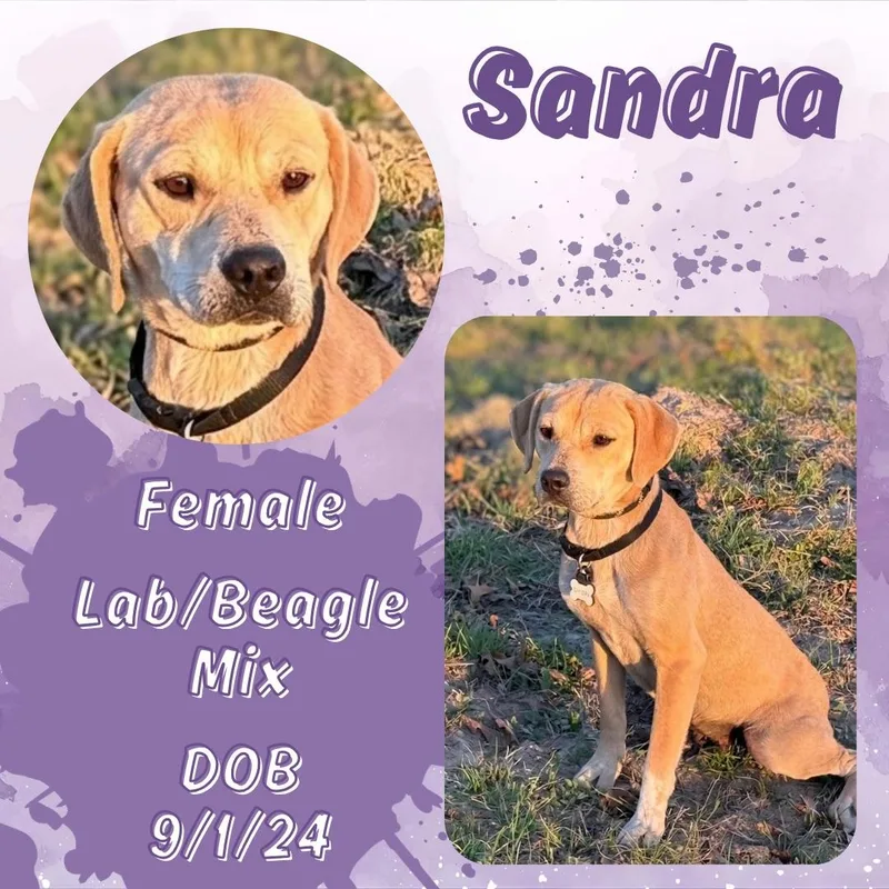 A young medium-sized female Yellow / Tan / Blond / Fawn Beagle dog named Sandra for adoption in Caldwell, TX