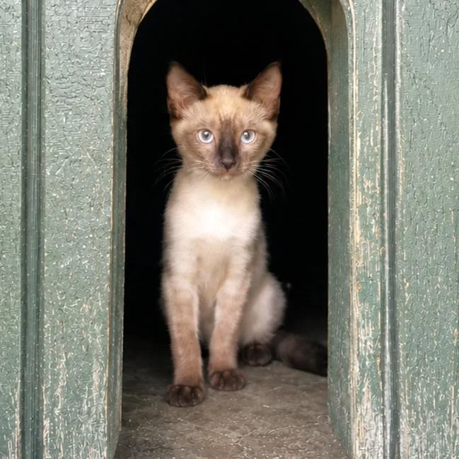 A baby small-sized female Seal Point Siamese cat named Rosalina for adoption in Lathrop, CA