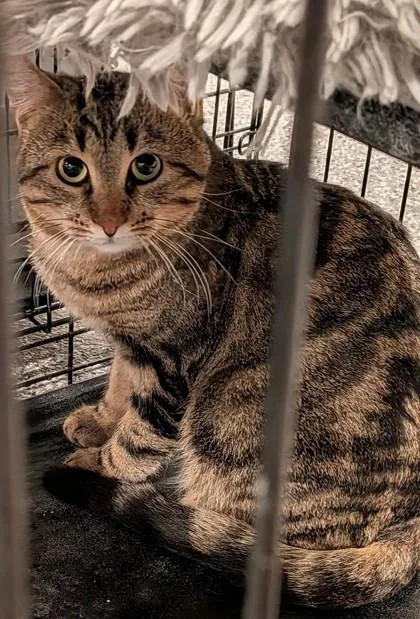 An adult medium-sized male Domestic Short Hair cat named Alex for adoption in Cecil, WI
