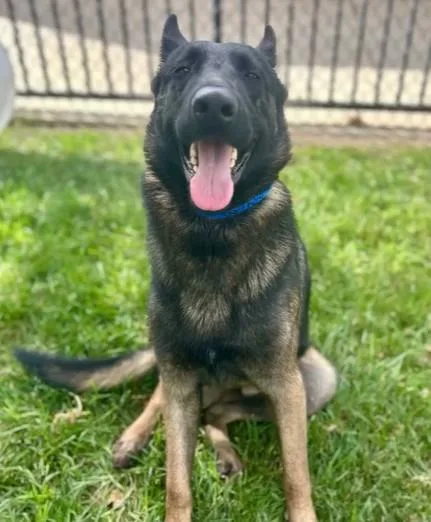 An adult large-sized male German Shepherd Dog dog named Roger for adoption in Riverside, CA
