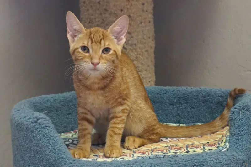 A baby small-sized male Domestic Short Hair cat named Honey Nugget for adoption in Fountain Hills, AZ