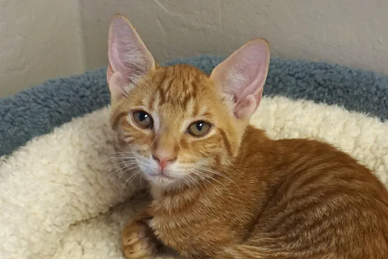 Honey Nugget thumbnail 3