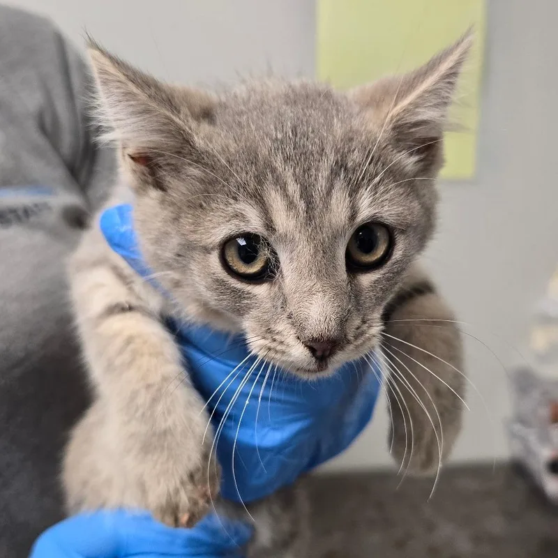 A baby small-sized female Gray / Blue / Silver Domestic Medium Hair cat named Crumble for adoption in Concord, NC