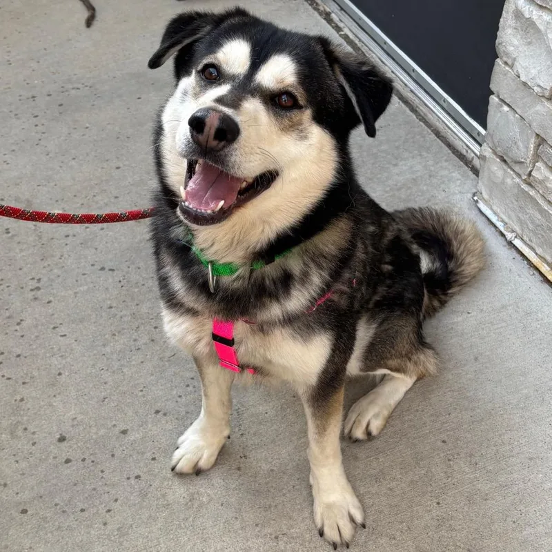 An adult medium-sized male Black Mixed Breed dog named Hendrix for adoption in Naperville, IL