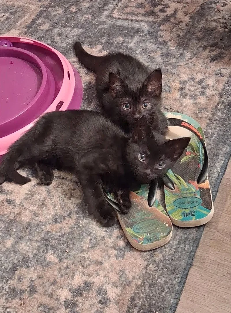 Cecil & Ernest thumbnail 2
