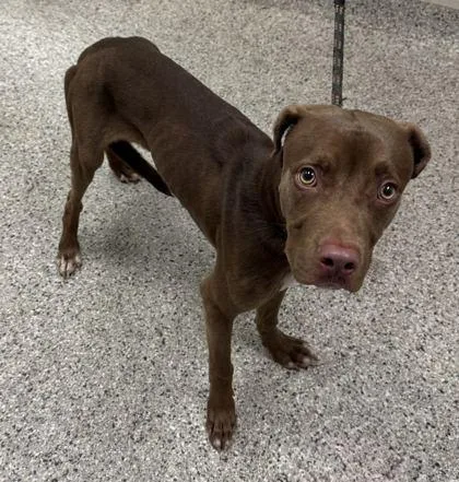 A young medium-sized male Brown / Chocolate Pit Bull Terrier dog named Orson for adoption in Kansas City, MO