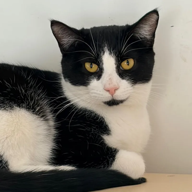 A young medium-sized female Black Domestic Short Hair cat named Pepper for adoption in Aldie, VA