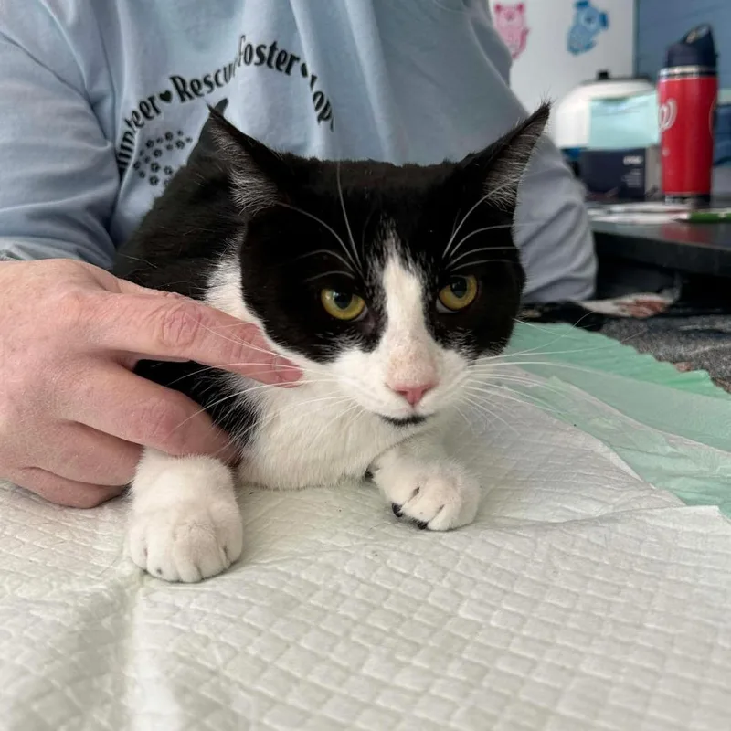 Pepper thumbnail 2