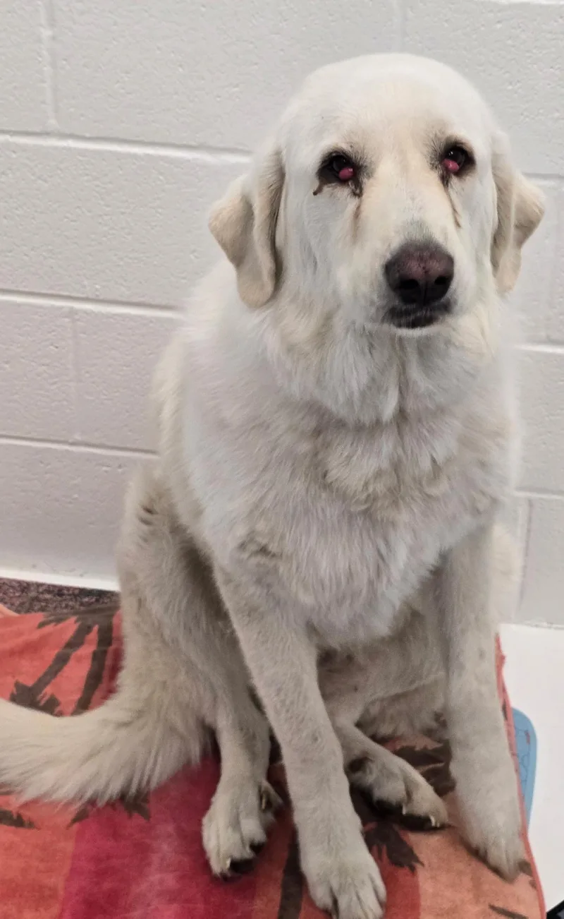 An adult medium-sized female White / Cream Great Pyrenees dog named Athena for adoption in Mingus, TX