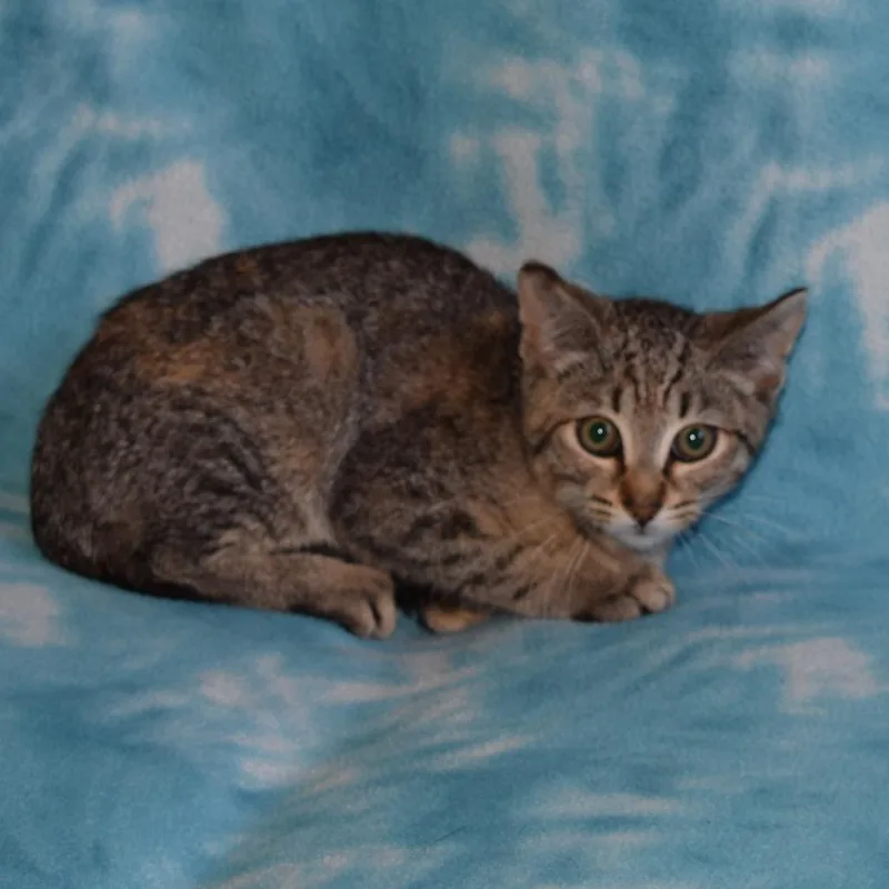 A baby small-sized female Domestic Short Hair cat named Marigold for adoption in Eureka, CA