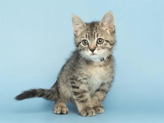 A baby small-sized female Domestic Short Hair cat named Snitzel for adoption in Phoenix, AZ