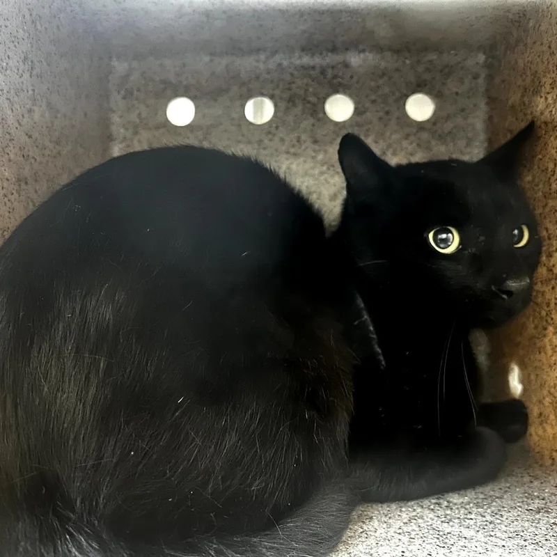 An adult medium-sized male Black Domestic Short Hair cat named Bagheera for adoption in Lufkin, TX