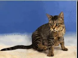 An adult large-sized female Domestic Short Hair cat named Rosie for adoption in Largo, FL