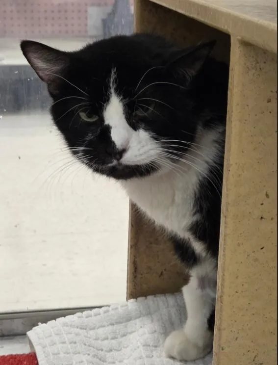 An adult medium-sized male Black & White / Tuxedo Domestic Short Hair cat named Toby for adoption in Millville, UT