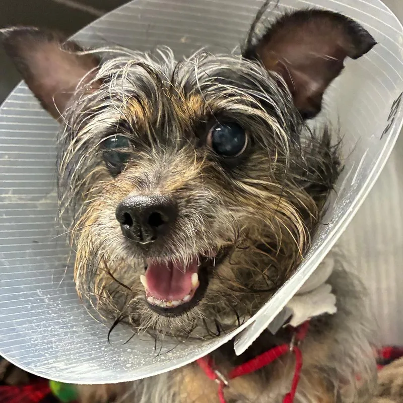 An adult small-sized female Yorkshire Terrier dog named Angeliki for adoption in Oak Park, IL