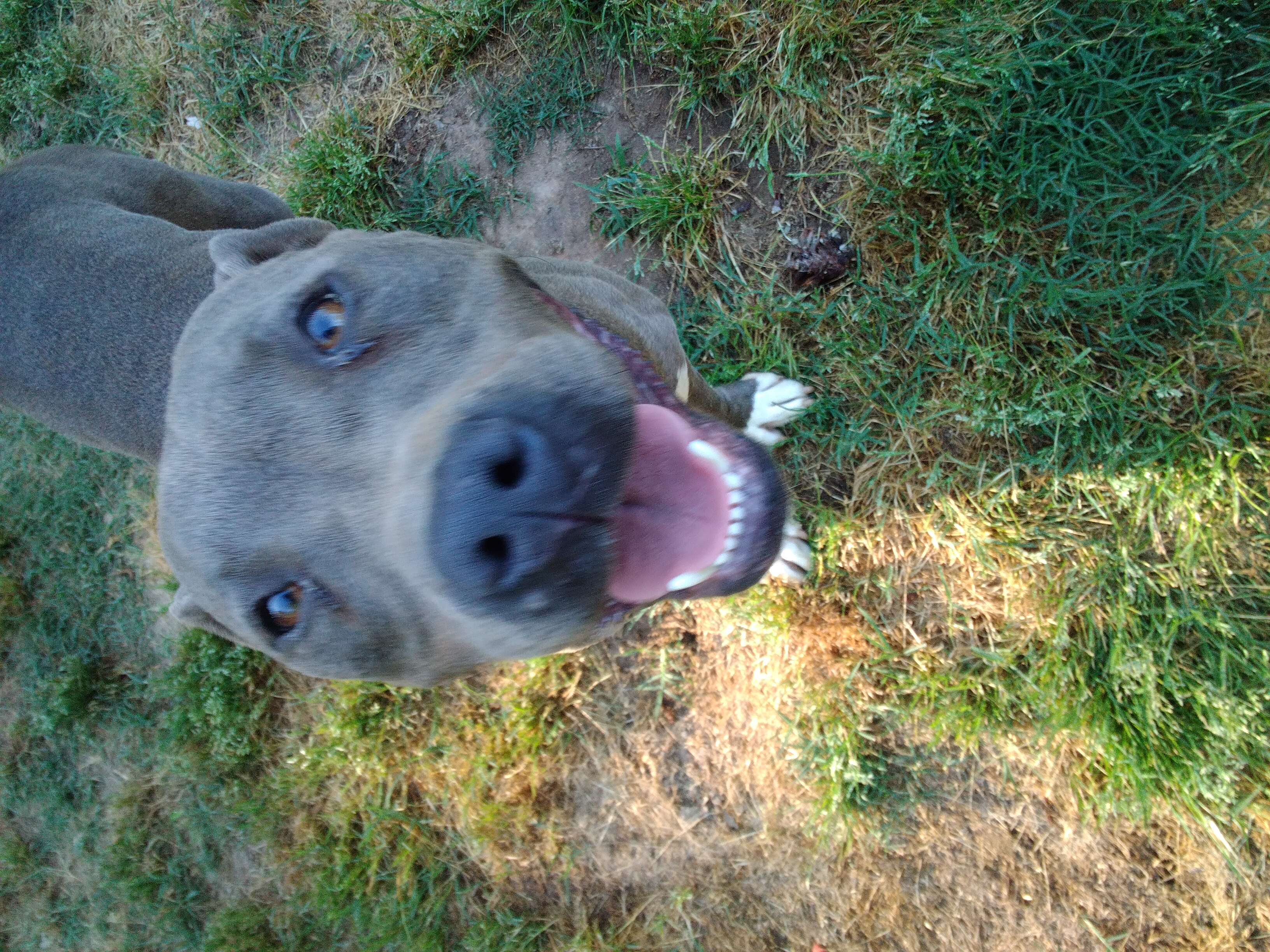 An adult large-sized female Brindle Pit Bull Terrier dog named Beauty for adoption in Scotland Neck, NC
