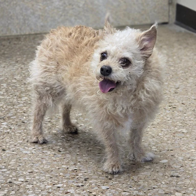 A senior small-sized female Yellow / Tan / Blond / Fawn Wirehaired Terrier dog named Ginger for adoption in Milan, IL