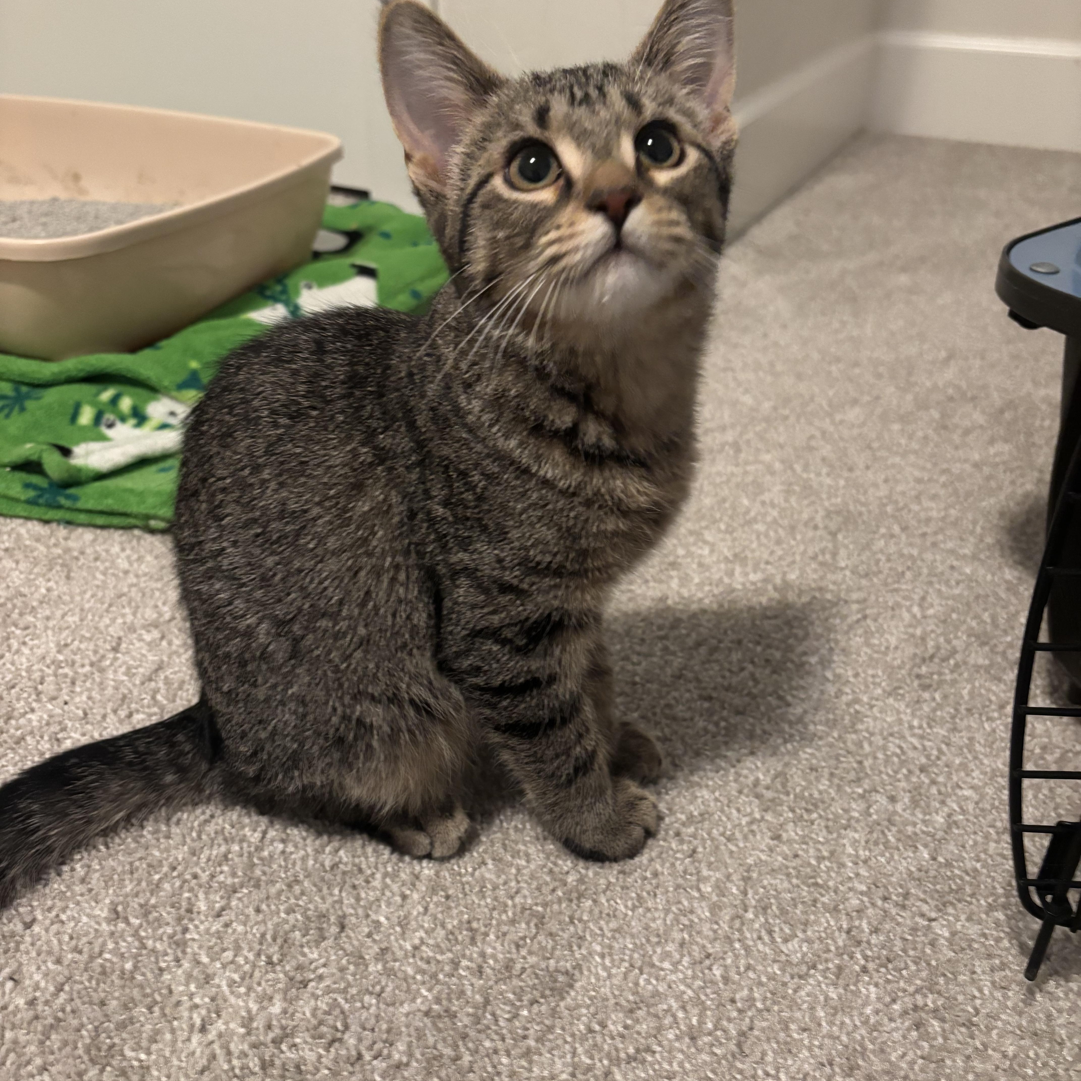 Stewart And Sugar Bee thumbnail 2