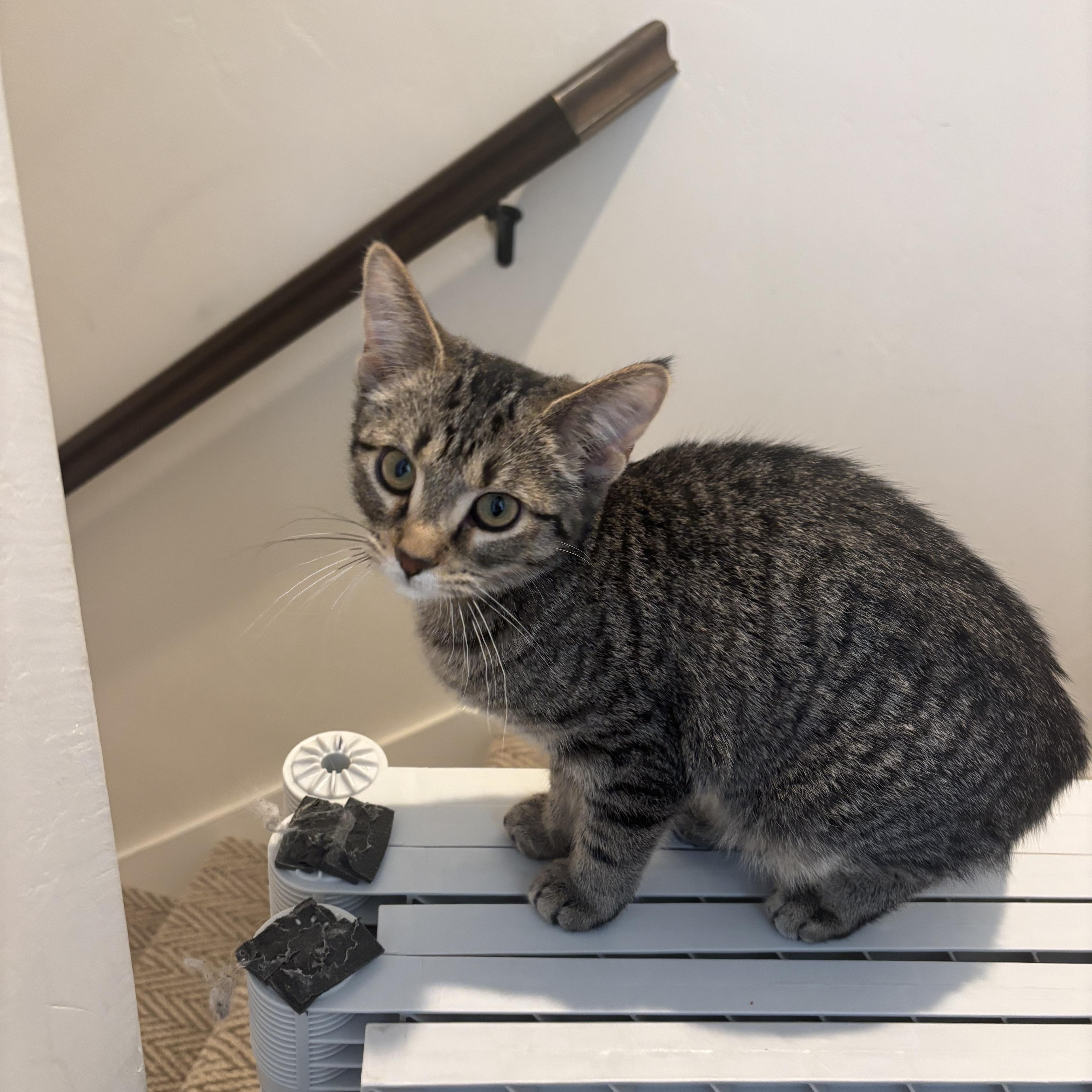 Stewart And Sugar Bee